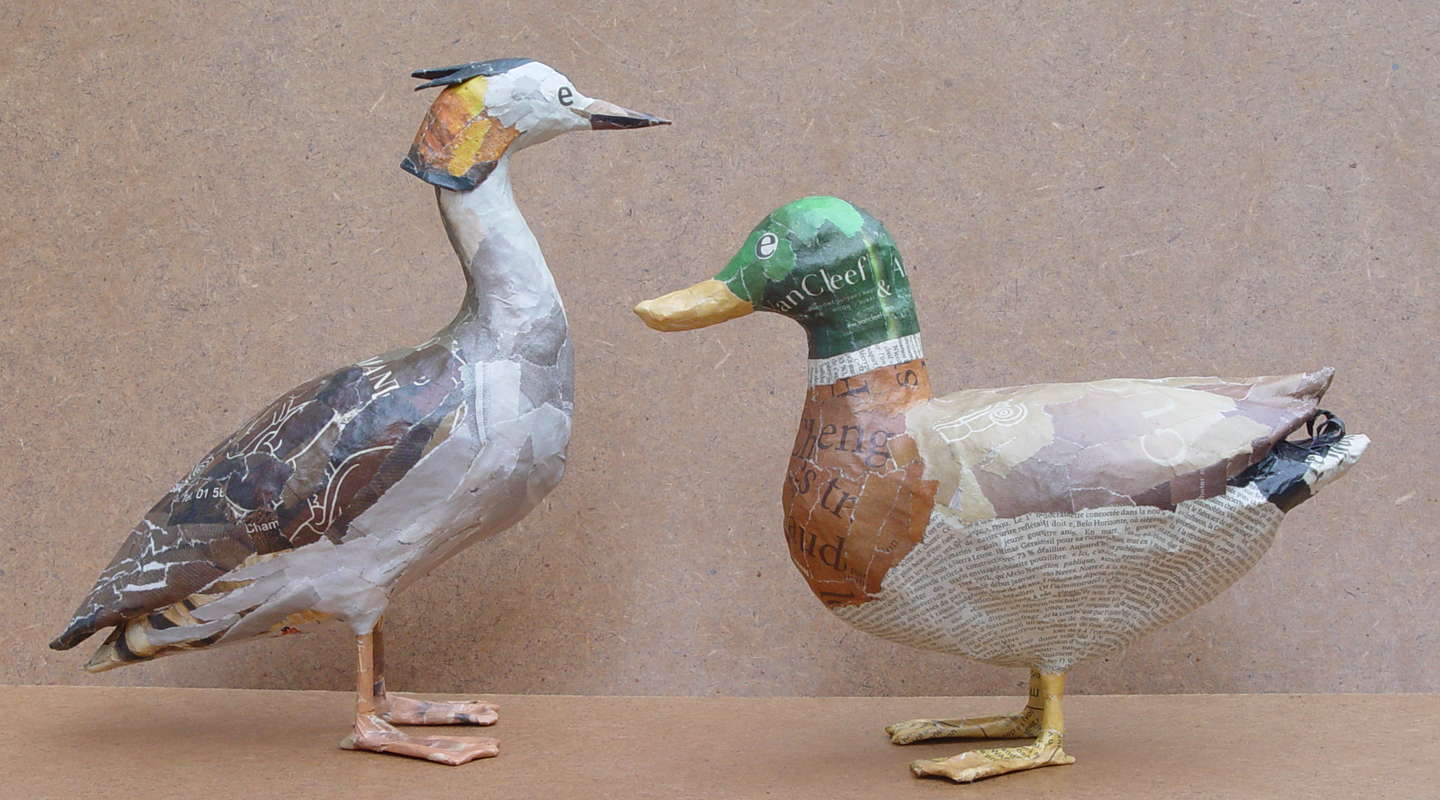 oiseau - grèbe et canard